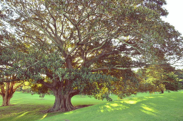 Moreton Bay Fig Tree - Ficus macrophylla - Brisbane Plant Nursery