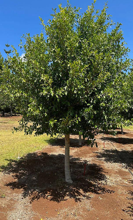 FICUS microcarpa hillii ‘Flash’ - Ex Ground - Brisbane Plant Nursery