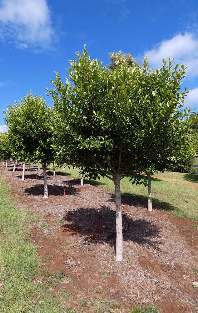 FICUS microcarpa hillii ‘Flash’ - Ex Ground - Brisbane Plant Nursery