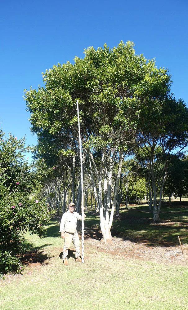 FICUS obliqua (Small Leafed Fig) - Ex Ground - Brisbane Plant Nursery