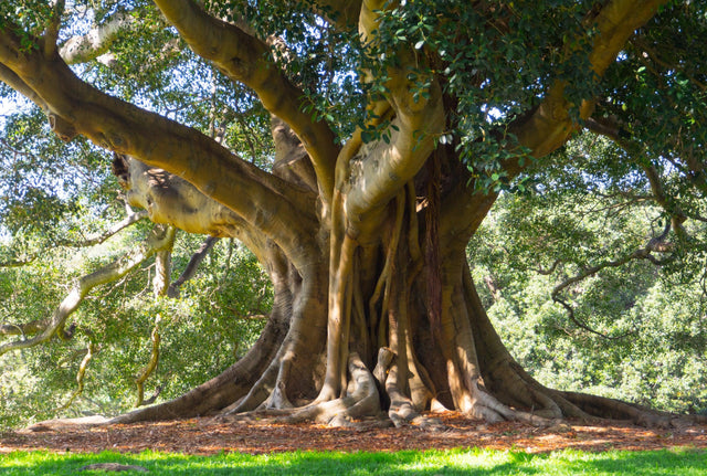 Small-Leaved Fig Tree - Ficus obliqua - Brisbane Plant Nursery