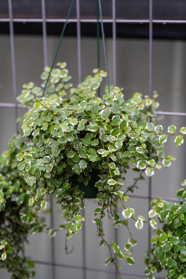 Ice Caps Variegated Creeping Fig - Ficus pumila 'Ice Caps' - Brisbane Plant Nursery