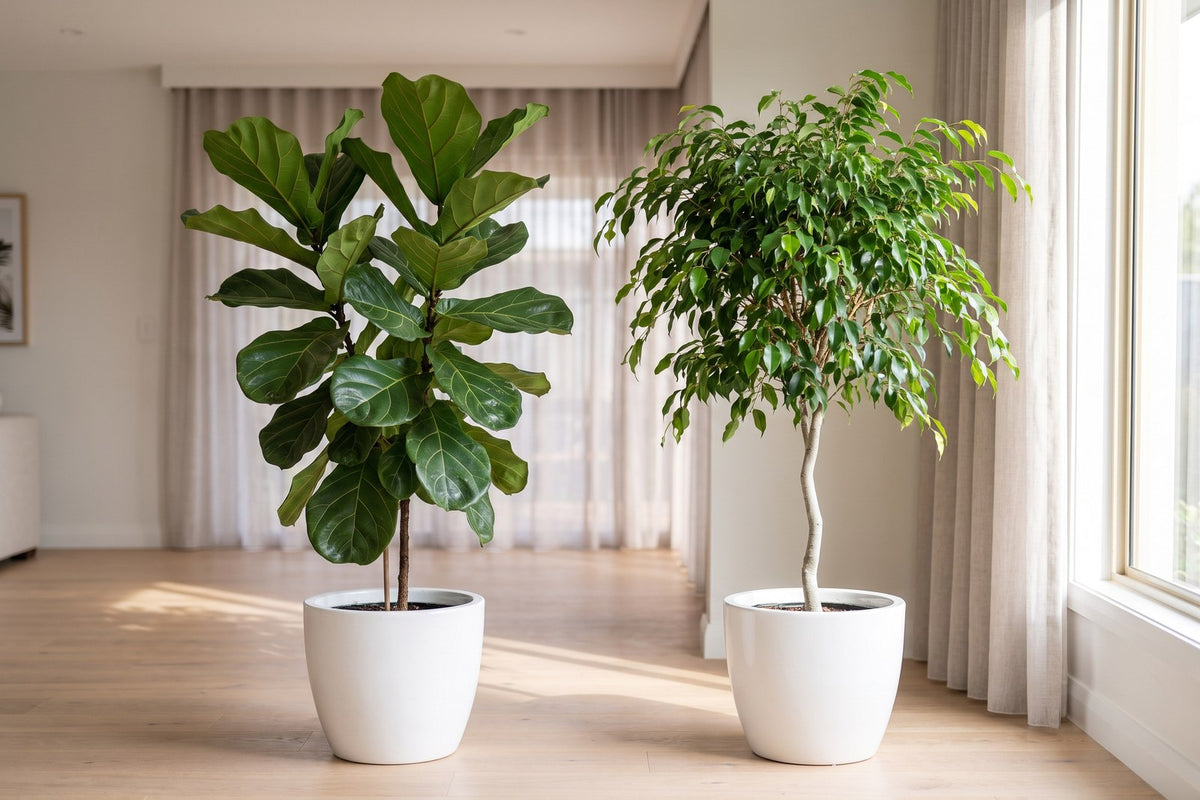 Fiddle leaf fig and weeping fig side by side in white pots in a bright living room