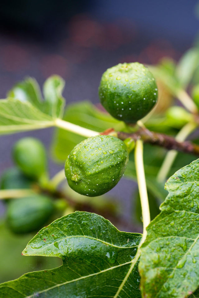 Black Genoa Fig Tree - Ficus carica 'Black Genoa' - Brisbane Plant Nursery