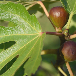 Celest Fig Tree