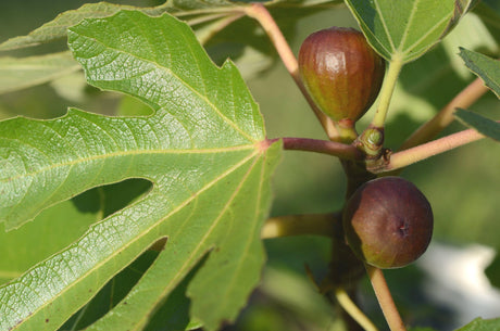 Celest Fig Tree - Ficus carica 'Celest' - Brisbane Plant Nursery