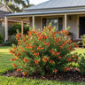Fire Cracker Grevillea
