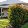 Firescreen Lilly Pilly