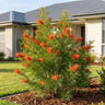 Firesprite Grevillea