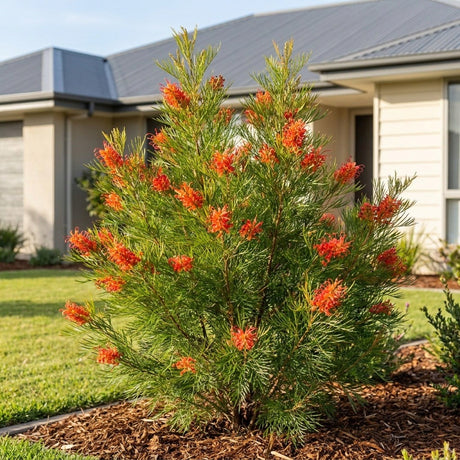 Firesprite Grevillea