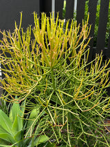 Firesticks Euphorbia - Euphorbia tirucalli 'Firesticks'