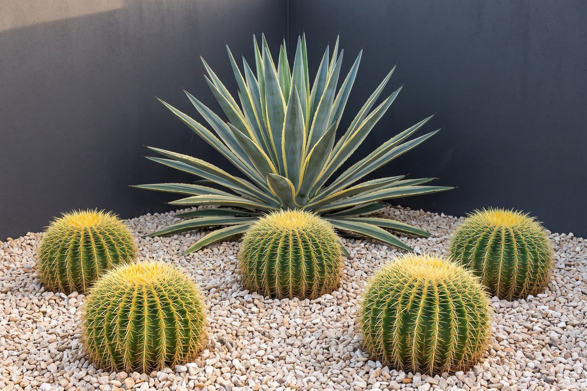 Five golden barrel cacti repeated on pale gravel with one large variegated agave as the focal point