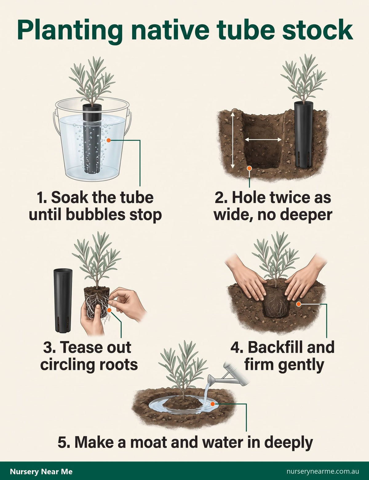 Five-step diagram for planting native tube stock: soak, dig, tease roots, backfill, water in