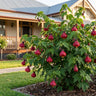 Flamenco Chinese Lantern