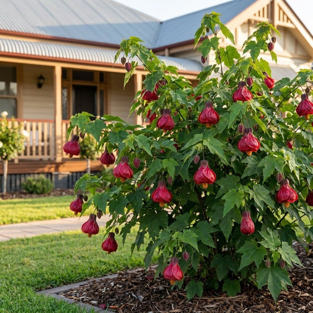 Chinese Lantern (Abutilon hybrid)