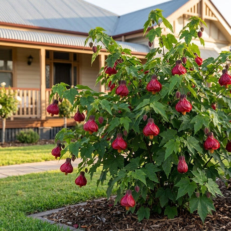 Chinese Lantern (Abutilon hybrid)