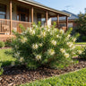 Flat Jack Grevillea
