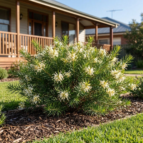 Flat Jack Grevillea