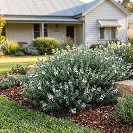 Flat n Fruity Coast Rosemary