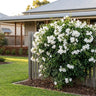 Flat White™ Bower Vine