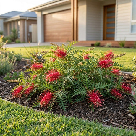 FlatAz Grevillea