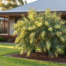 Flinders Range Wattle