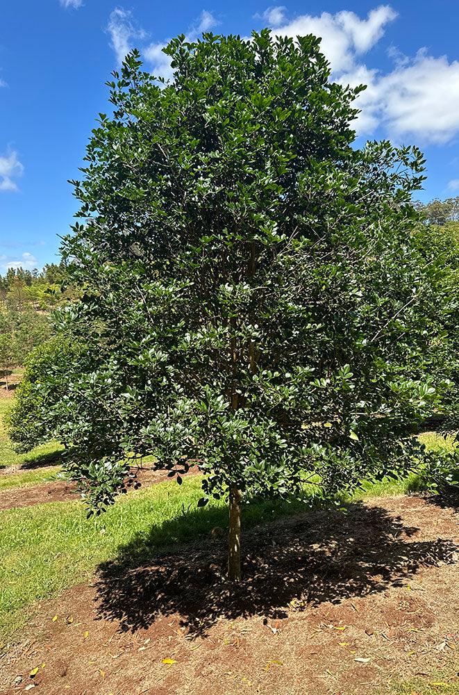 FLINDERSIA collina (Leopard Ash) - Ex Ground - Brisbane Plant Nursery