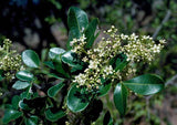 FLINDERSIA collina (Leopard Ash) - Ex Ground - Brisbane Plant Nursery