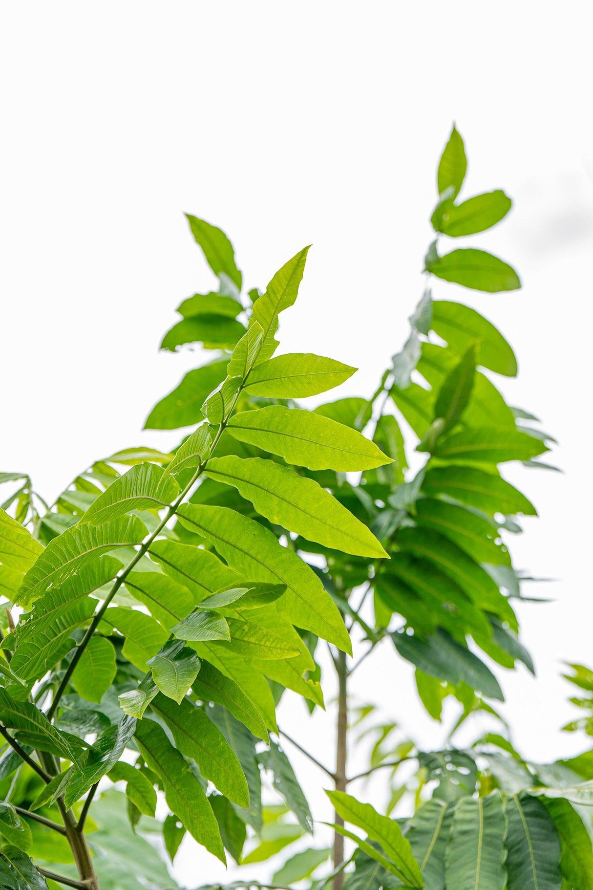 Silver Ash Tree - Flindersia schottiana - Brisbane Plant Nursery