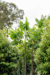 Silver Ash Tree - Flindersia schottiana - Brisbane Plant Nursery