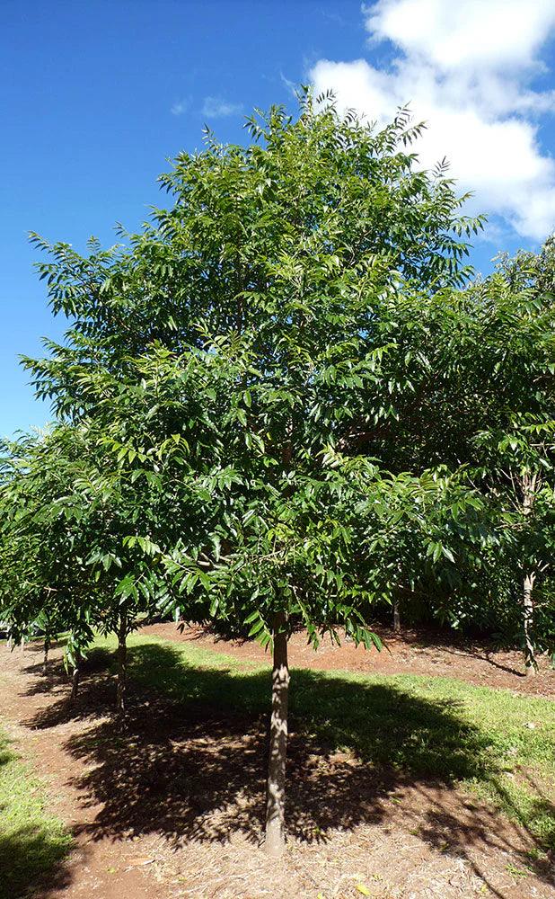 FLINDERSIA xanthoxyla (Yellow Ash) - Ex Ground - Brisbane Plant Nursery