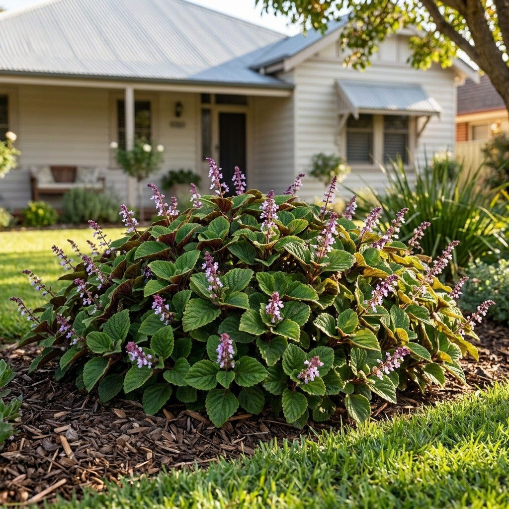 Flora Mound Plectranthus (Plectranthus ciliatus)