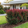 Forest Flame Lilly Pilly