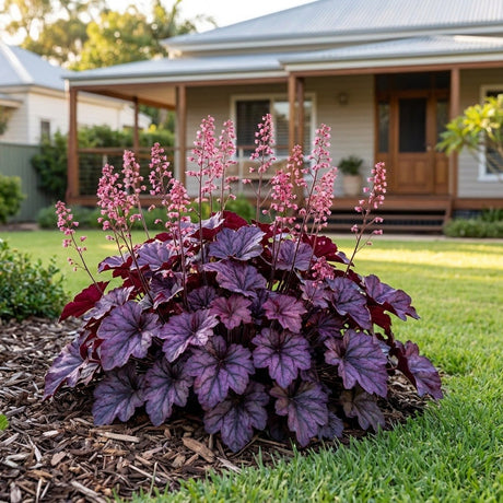 Coral Bells (Heuchera)