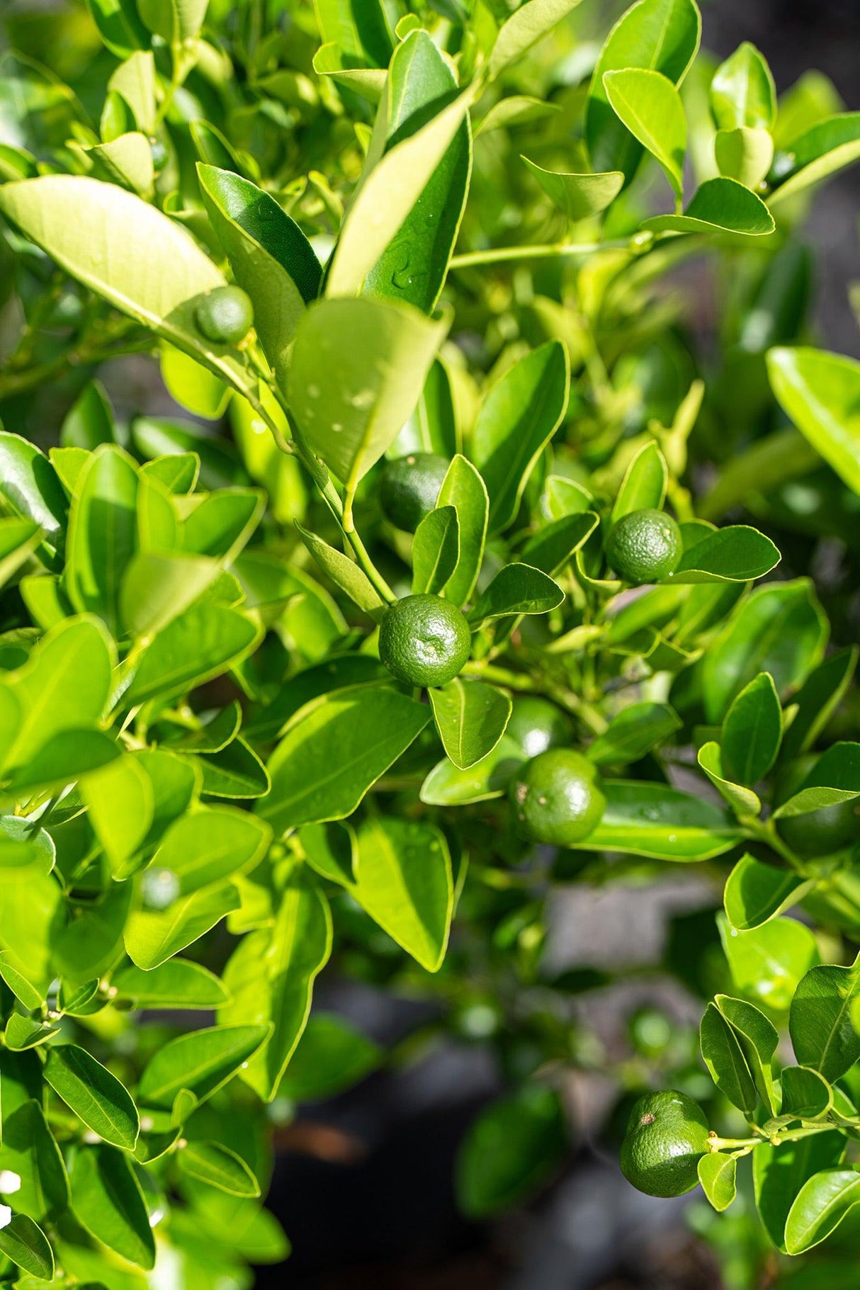 Kumquat Tree - Fortunella japonica - Brisbane Plant Nursery