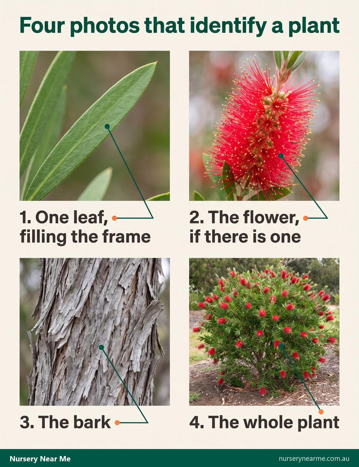 Four example plant photos for an identifier app: one leaf, the flower, the bark and the whole plant