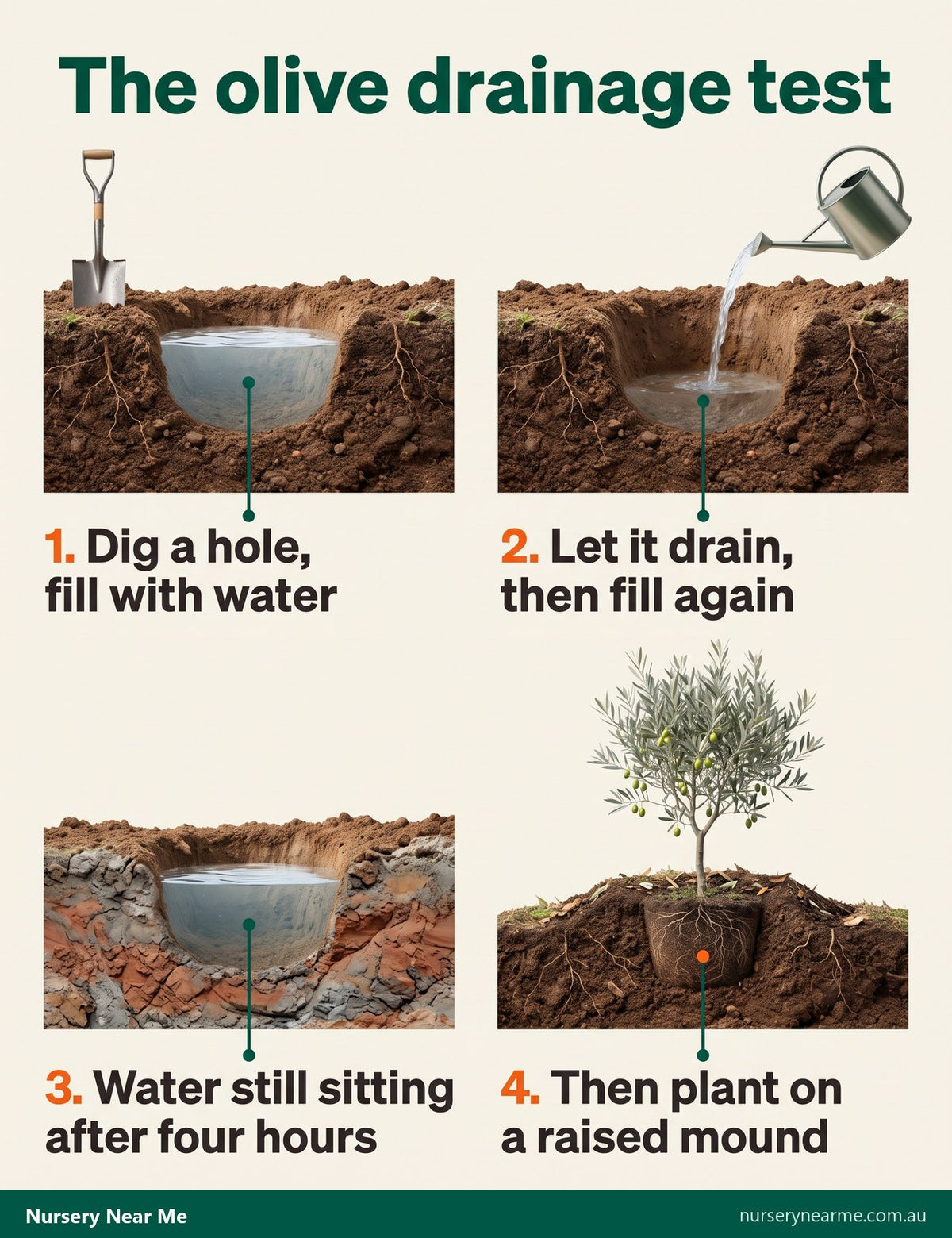 Four-step diagram of the olive drainage test, ending with a tree planted on a raised mound