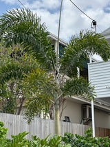 Foxtail Palm - Wodyetia Bifurcata