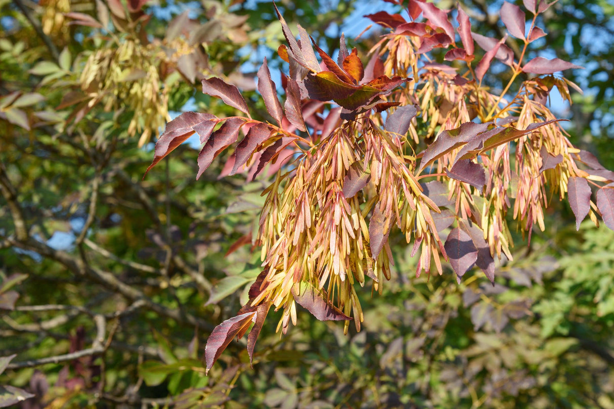 Claret Ash - Fraxinus angustifolia 'Raywood' - Brisbane Plant Nursery