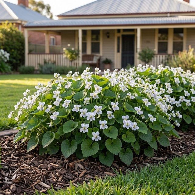 Freckles Wood Violet (Viola sororia 'Freckles') growing in a mulched garden bed in front of an Australian home
