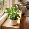 Freddy Calathea