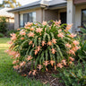 Freya Christmas Cactus
