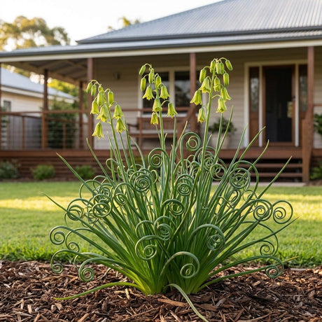 Corkscrew Albuca (Albuca spiralis)