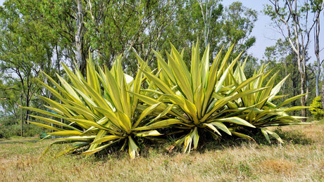 Mauritius Hemp - Furcraea foetida - Brisbane Plant Nursery