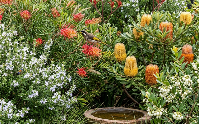 Wildlife-Minded Garden