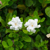 Florida Gardenia - Gardenia augusta 'Florida' - Brisbane Plant Nursery