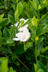 Magnifica Gardenia - Gardenia augusta 'Magnifica' - Brisbane Plant Nursery