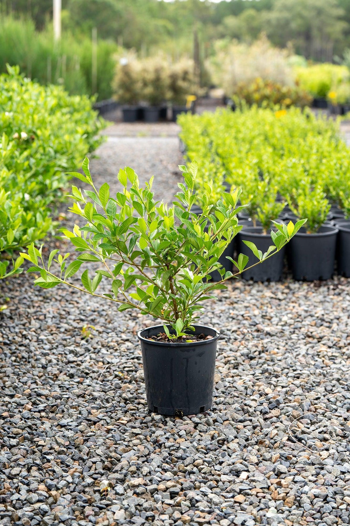 Magnifica Gardenia - Gardenia augusta 'Magnifica' - Brisbane Plant Nursery