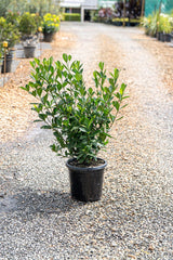 Magnifica Gardenia - Gardenia augusta 'Magnifica' - Brisbane Plant Nursery