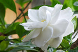 Radicans Gardenia - Gardenia augusta 'Radicans' - Brisbane Plant Nursery